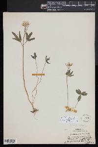 Cardamine angustata image