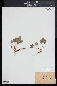 Cardamine angustata image