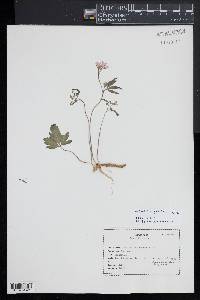 Cardamine angustata image