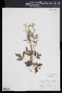 Cardamine angustata image