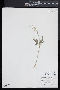 Cardamine angustata image