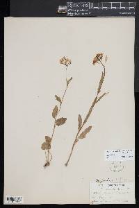 Cardamine bulbosa image