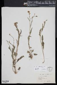 Cardamine bulbosa image