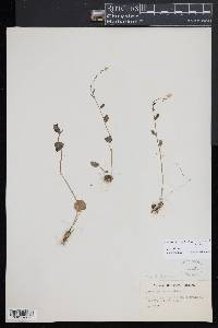 Cardamine bulbosa image