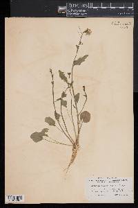 Cardamine bulbosa image