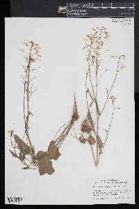 Cardamine bulbosa image