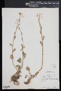 Cardamine bulbosa image