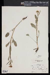 Cardamine bulbosa image