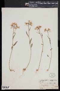 Cardamine bulbosa image