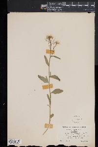 Cardamine bulbosa image