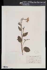 Cardamine bulbosa image