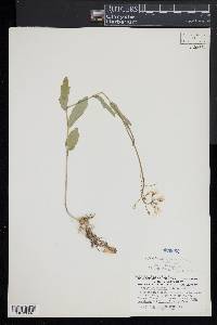 Cardamine bulbosa image