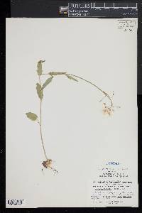 Cardamine bulbosa image