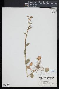 Cardamine bulbosa image