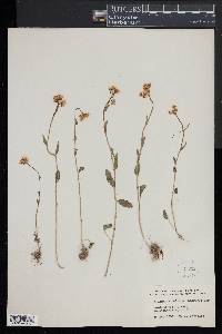 Cardamine bulbosa image