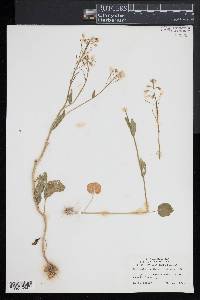 Cardamine bulbosa image