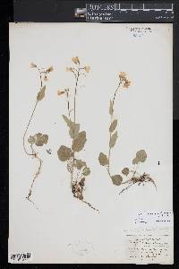 Cardamine bulbosa image