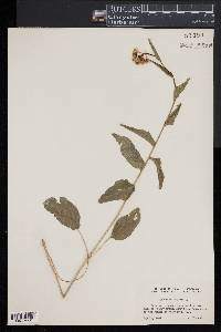 Cardamine bulbosa image