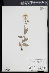 Cardamine bulbosa image