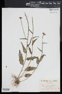 Cardamine bulbosa image