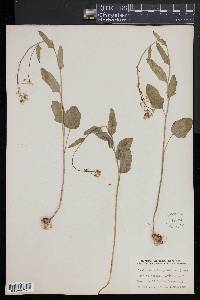 Cardamine bulbosa image