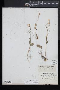 Cardamine bulbosa image