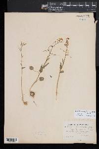 Cardamine bulbosa image