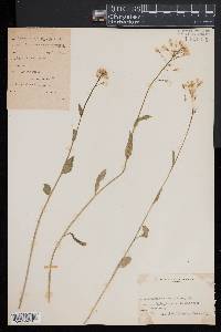 Cardamine bulbosa image