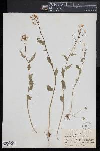 Cardamine bulbosa image