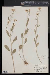 Cardamine bulbosa image