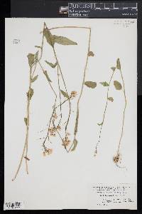 Cardamine bulbosa image