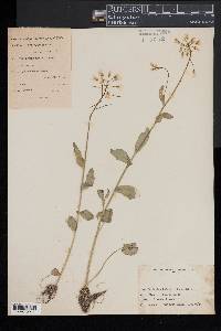 Cardamine bulbosa image