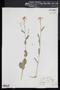 Cardamine bulbosa image