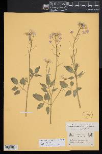 Cardamine californica image