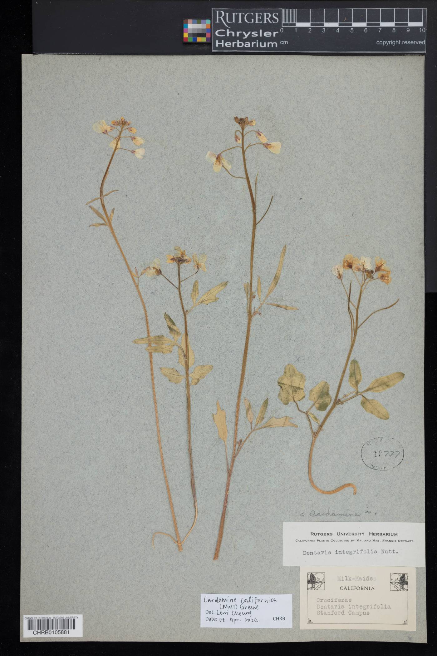 Cardamine californica image