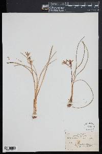 Androstephium coeruleum image