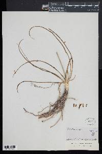 Anthericum liliago image