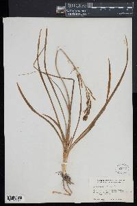 Anthericum liliago image