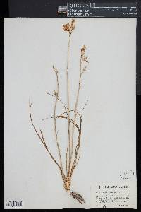 Anthericum liliago image