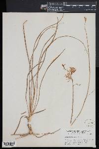 Anthericum liliago image