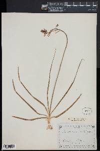 Anthericum liliago image