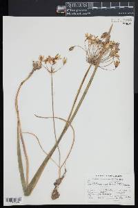 Bloomeria crocea image