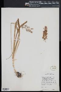 Camassia scilloides image