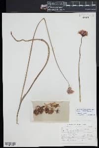 Dichelostemma capitatum subsp. capitatum image