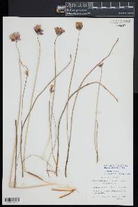 Dichelostemma capitatum image