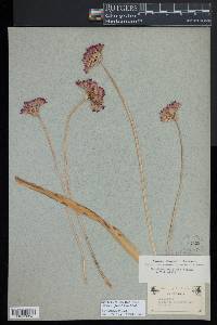 Dichelostemma capitatum subsp. capitatum image