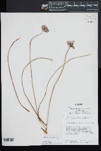 Dichelostemma congestum image