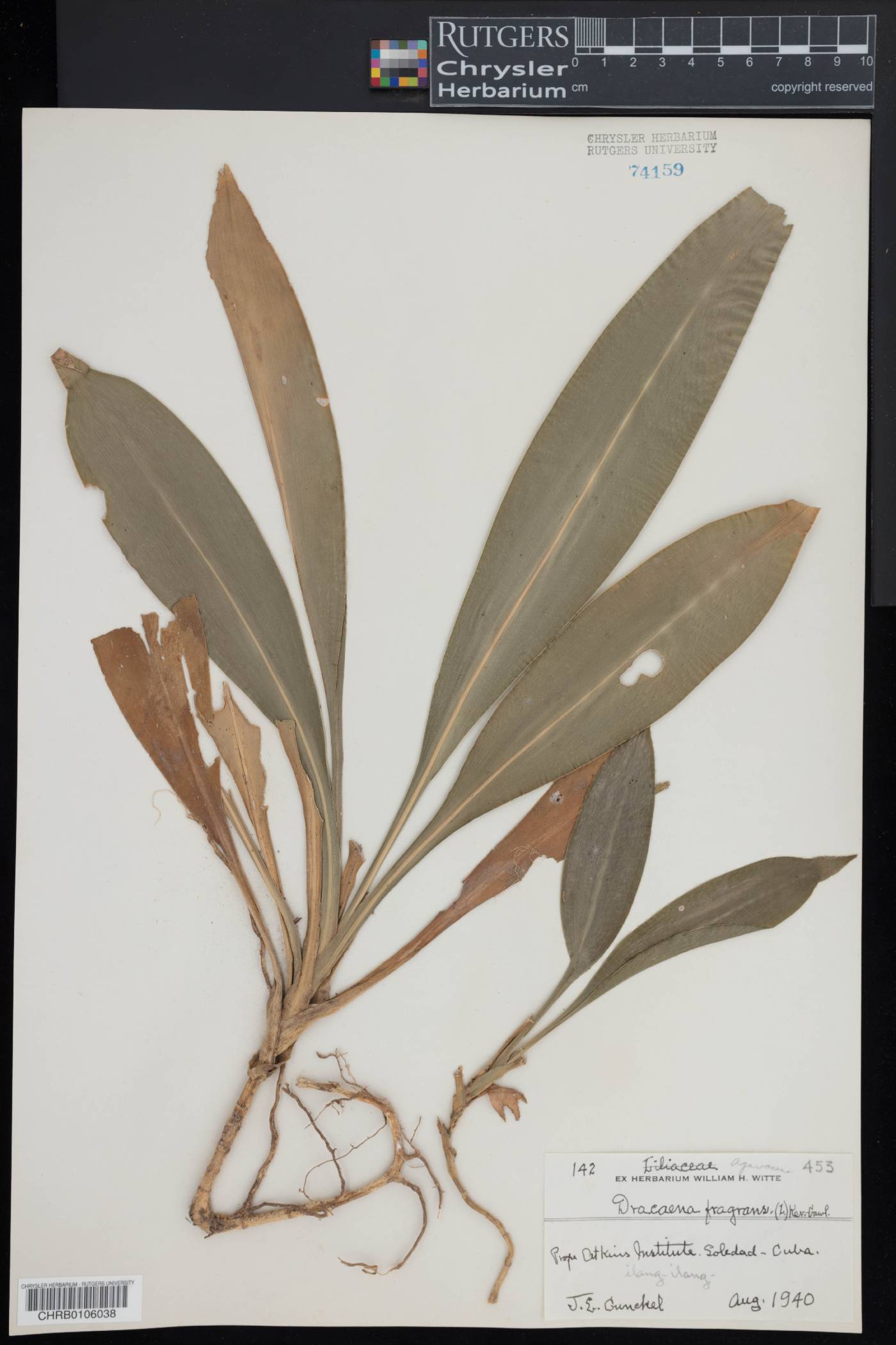 Dracaena fragrans image