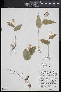 Maianthemum canadense image