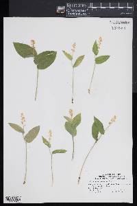 Maianthemum canadense image